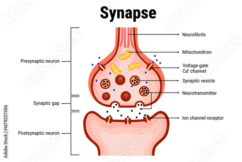 Structure of Synapse diagram for education illustration 