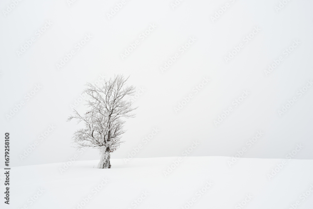 Fototapeta premium Lone Frosted Beech Tree On Snowy Foggy Meadow