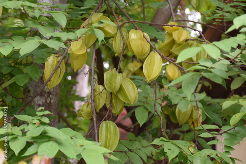 Starfruit tree with fresh carambola fruits hanging from the branches
