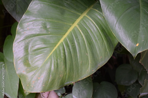 Close-up of a vibrant green leaf with prominent veins and natural texture.