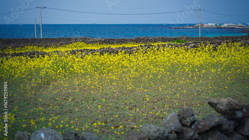 Spring scenery of yellow rapeseed flowers in bloom with basalt stone wall on Udo Island, in Jeju, South Korea