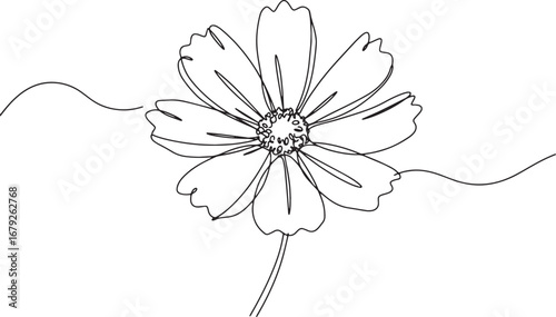 Elegant cosmos flower single line drawing for minimalist botanic