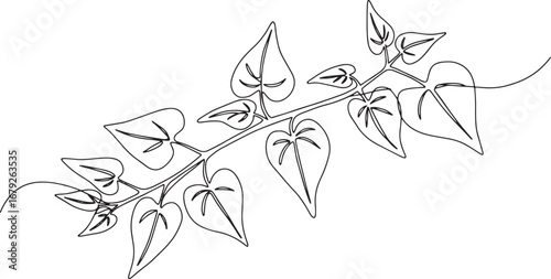 Elegant single line drawing of malabar spinach leaves, botanical