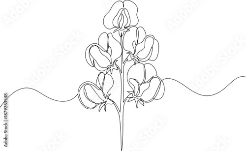 Elegant Sweet Pea Flower in Continuous Line Drawing Style on a W