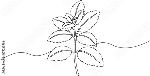 Elegant single line drawing of fresh mint leaves, minimalist her