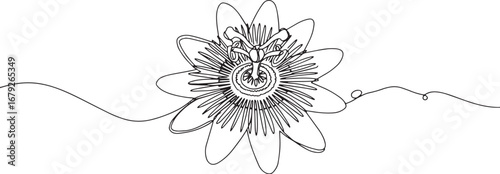 Elegant continuous line drawing of a passionflower blossom minim