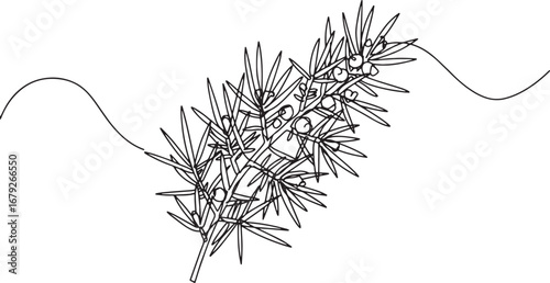 Elegant Juniper Branch Drawing with Minimalist Lines and Artisti