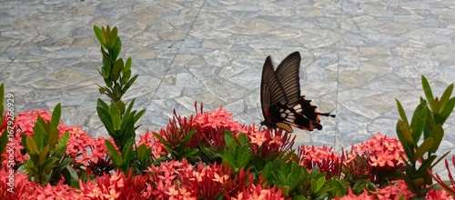 Beautiful Butterfly on Red Ixora Flower Cluster in Garden