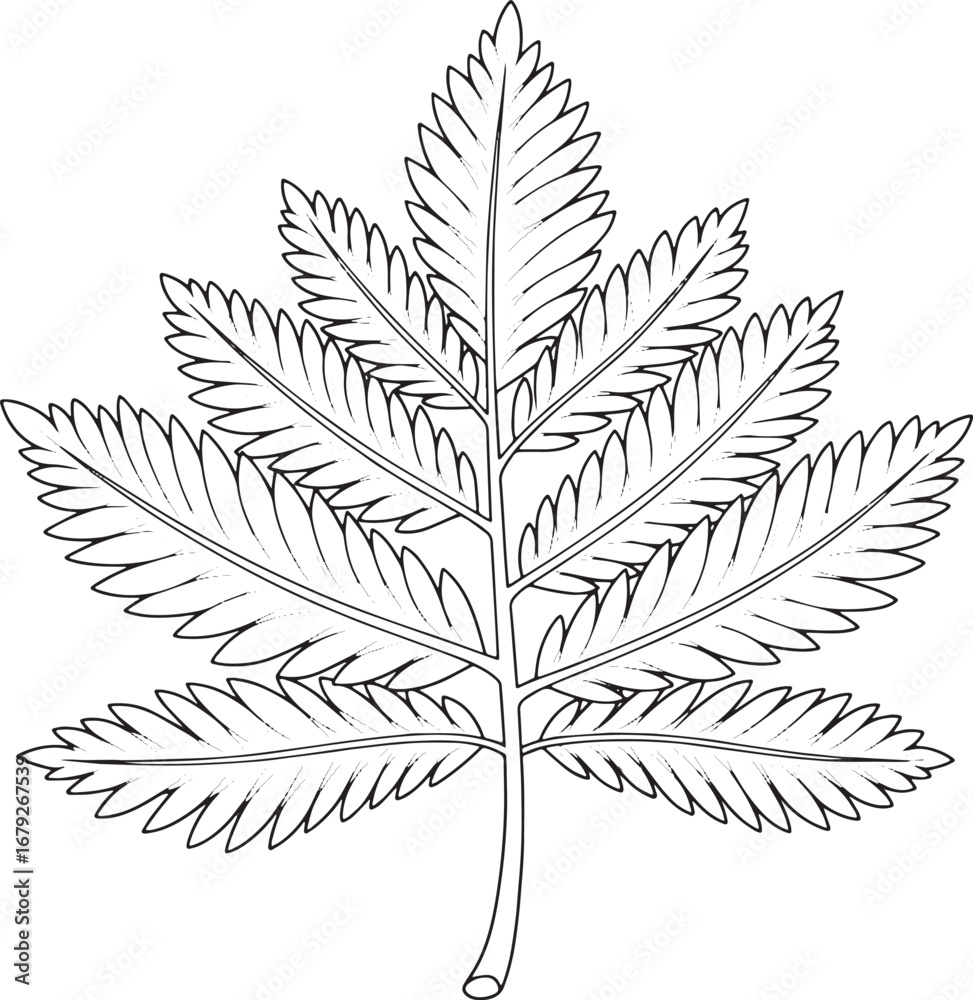 Naklejka premium Elegant Metasequoia Leaf Illustration showcasing intricate botan