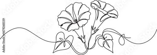 Elegant single line drawing of morning glory flowers in bloom wi