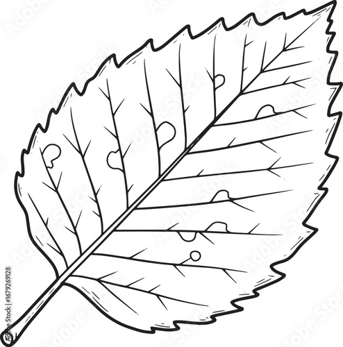 Detailed drawing of a beech leaf with vein patterns and serrated