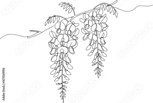 Elegant line drawing of wisteria flowers dangling gracefully fro