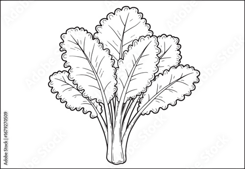 Detailed line art illustration of leafy kale plant on white back