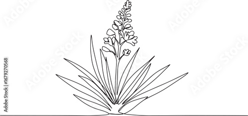 Elegant single line drawing of a desert bloom, minimalist botani
