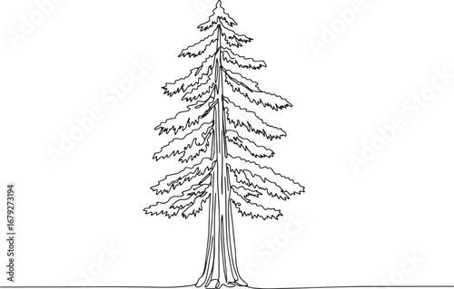 Monoline drawing of a redwood tree against a stark white backgro
