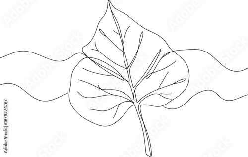 Elegant single line art illustration of a Tulip Tree Leaf with s