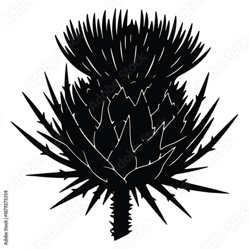 Dramatic Thistle Silhouette on White Background Detailed Botanical Illustration Symbol of Scotland Hardy Flower Monochrome Design