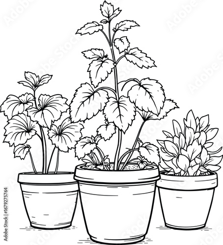 Three potted plants in a row with different leaf shapes in a black and white line drawing style art