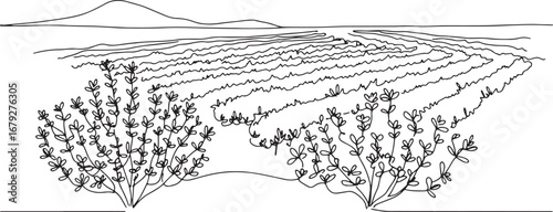 Minimalist depiction of Thyme plantation landscape with mountain