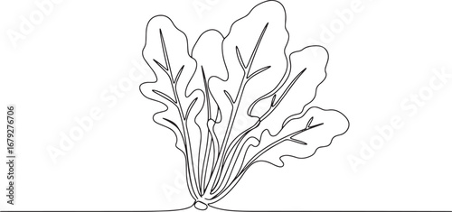 Single line illustration of arugula plant conveys freshness and