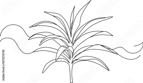 Elegant outline drawing showcasing a vibrant dracaena plant with