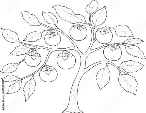 Delicate persimmon tree coloring page with swirling background p