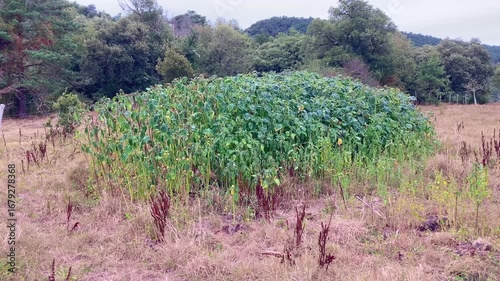 Meadow covered with the poisonous and hallucinogenic plant thorn apple (Datura stramonium)