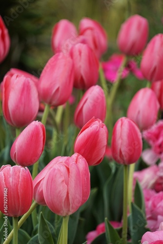 red and white tulips