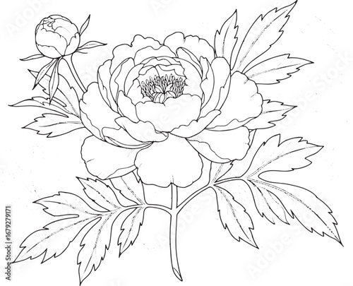 Elegant peony flower illustration with intricate line art for de