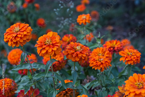 orange flowers in the garden