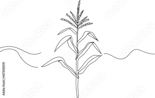 Elegant continuous line drawing of corn stalk showcasing simplic