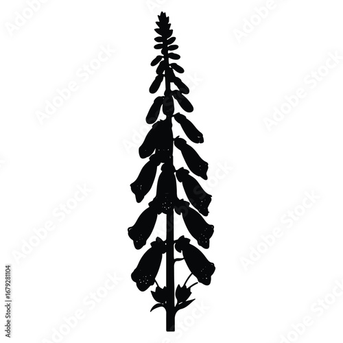 Foxglove Silhouette Isolated on White Background Botanical Illustration Detailed Flower Image Garden Plant Design Element Black and White
