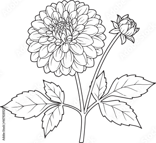 Detailed Dahlia Flower and Bud Line Art on White Background Illu