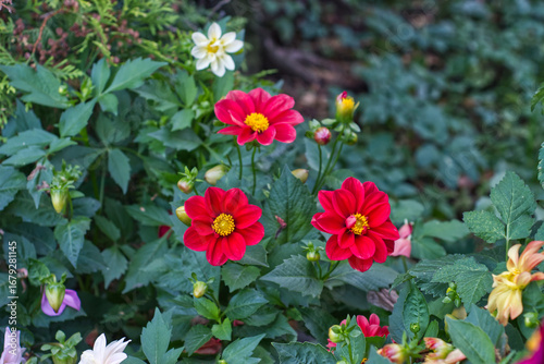 flowers in the garden