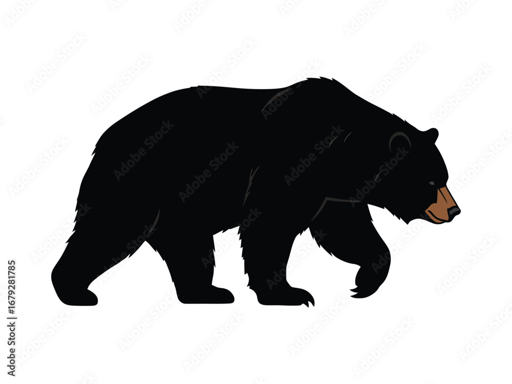 Fototapeta premium Illustration of a Walking Black Bear on White