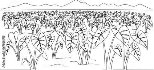 Serene taro plantation outline with distant mountain range backd