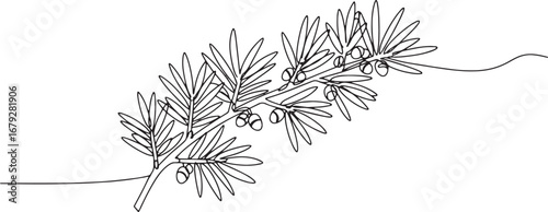 Elegant Yew Branch in Continuous Line Art Style, Botanical Illus