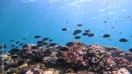 Wallpaper Mural 魚群 Torontodigital.ca