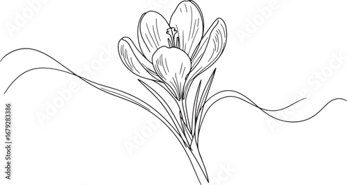 Elegant Crocus Flower Line Art Illustration on Clean White Backg