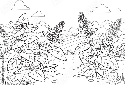 Mint plant detailed illustration in a field, perfect for colorin