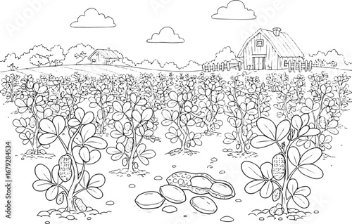 Delicate Peanut Plantation Sketch with Rustic Barns in a serene