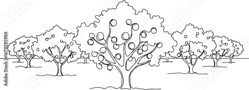 Elegant single line drawing illustrating an apricot plantation o