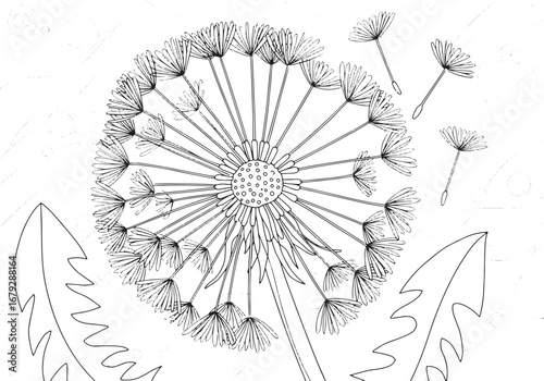 Delicate dandelion seed illustration for botanical or mindfulnes