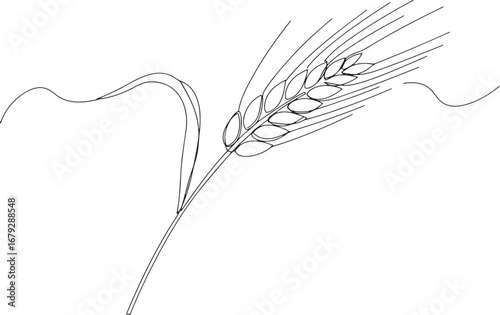 Delicate barley stalk line art, minimalist grain illustration fo