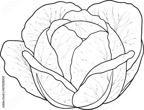 Elegant monochrome cabbage illustration with ornate decorative b