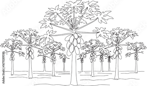 Outlined papaya plantation with fruits, representing tropical ag