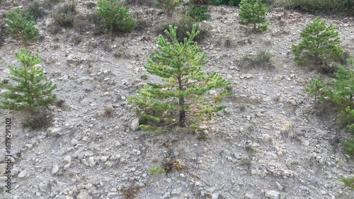 Young specimens of Scots pine (Pinus sylvestris) growing spontaneously on an earthen slope