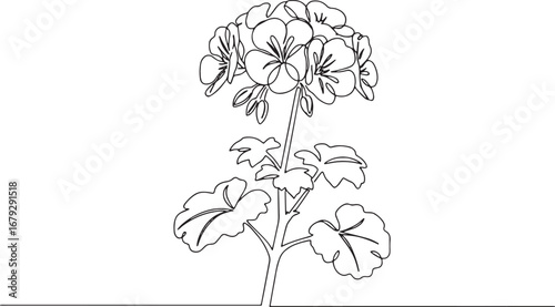 Elegant single line drawing of a geranium plant showcasing simpl
