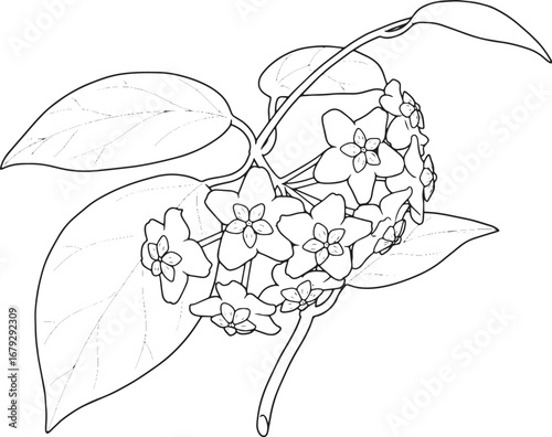 Elegant hoya plant illustration with delicate flowers and flowin
