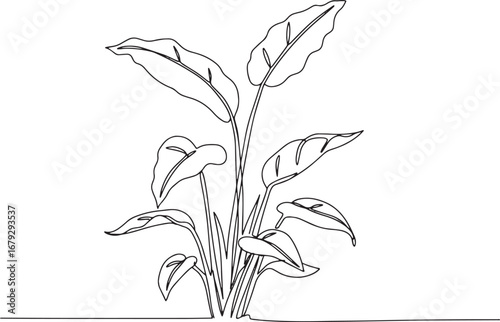 Elegant minimalist continuous line drawing of a prayer plant on